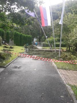 Podrta drevesa-odstranjevanje (3)